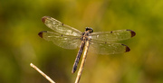 2nd Sep 2022 - Dragonfly!