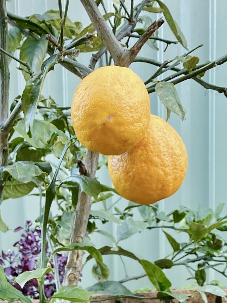 Fruit by kjarn