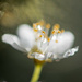 Spring Blossom by yaorenliu