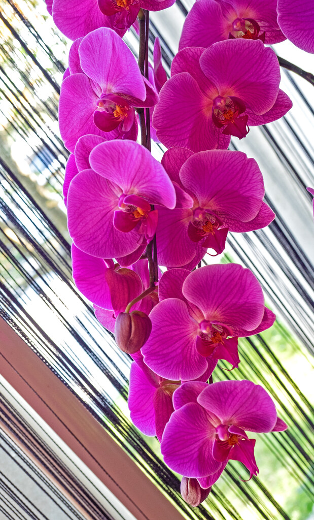 Orchid Bloom by ianjb21