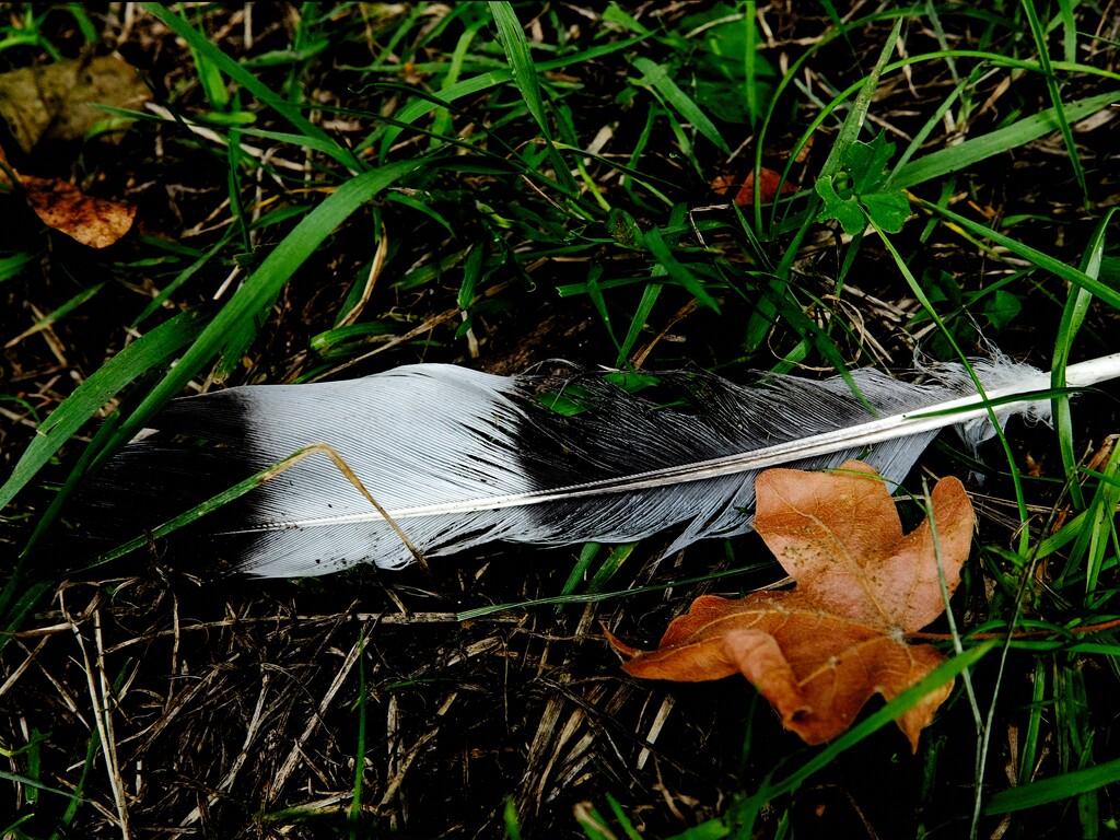 Feather and Leaf by allsop