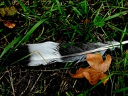 3rd Sep 2022 - Feather and Leaf