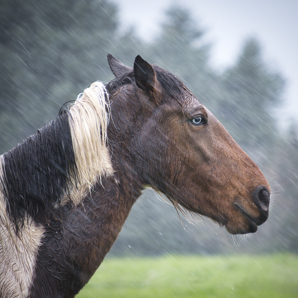 Horse by dkbarnett