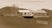 7th Jul 2022 - Old shed on the way to Miranda Shorebird