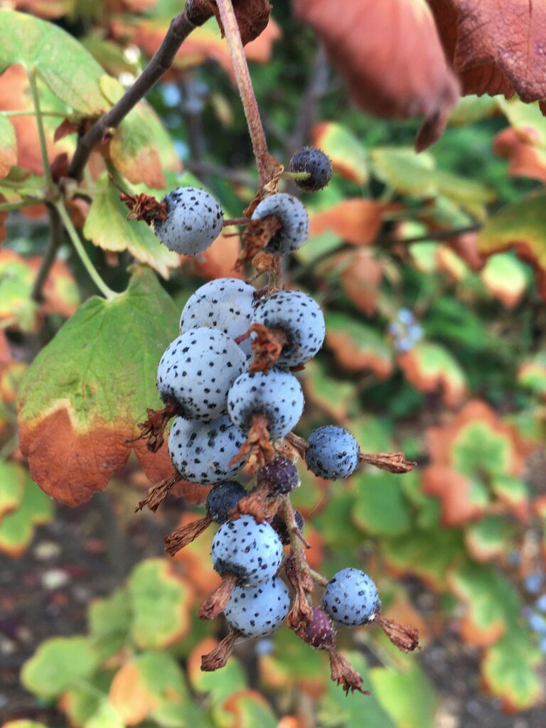 Spotty berries! by 365anne