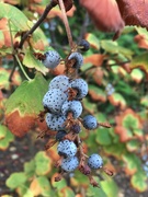 3rd Sep 2022 - Spotty berries!