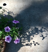 2nd Sep 2022 - Lonely Little Petunia—and it’s Shadow