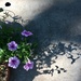 Lonely Little Petunia—and it’s Shadow by mcsiegle