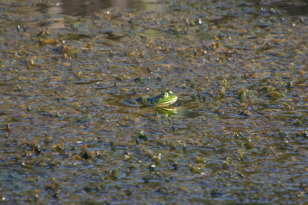 Froggy in the Mud by timerskine