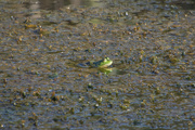 2nd Sep 2022 - Froggy in the Mud