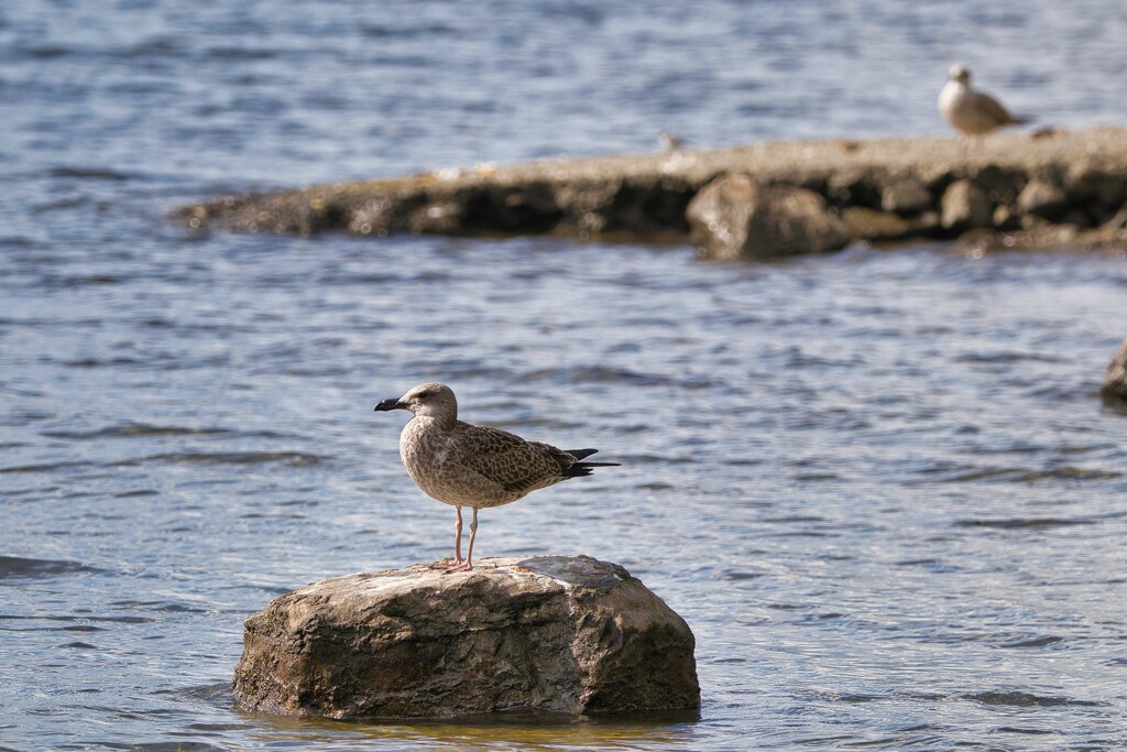 Gull on a stone by okvalle