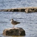 Gull on a stone by okvalle