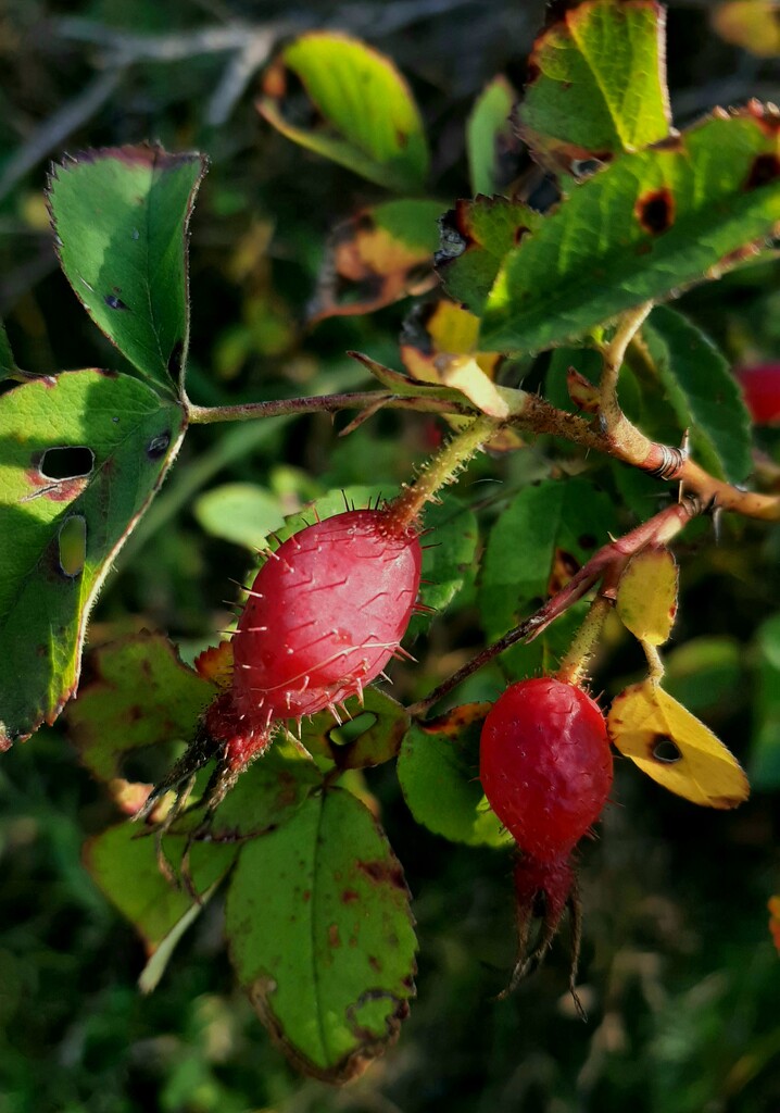 Prickly rosehip in the forest by maria03051