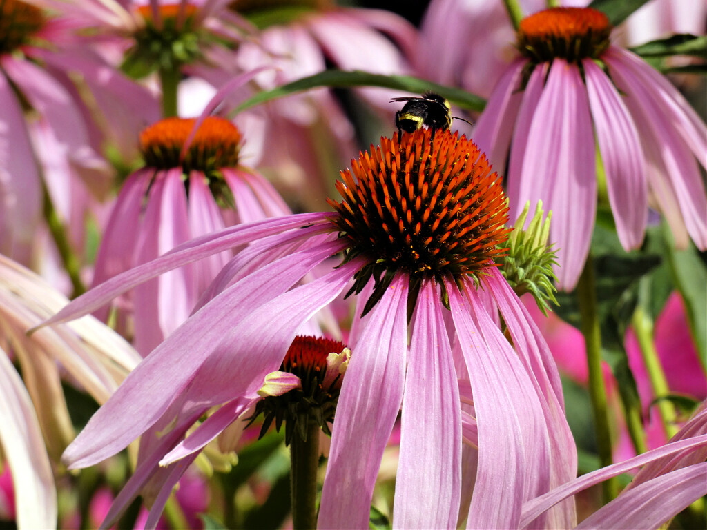 Cone Flower and Friend by seattlite