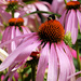 Cone Flower and Friend by seattlite