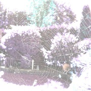 2nd Sep 2022 - Spiderweb with purple trees