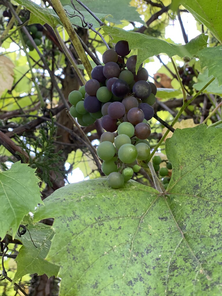 Starting to Ripen by radiogirl