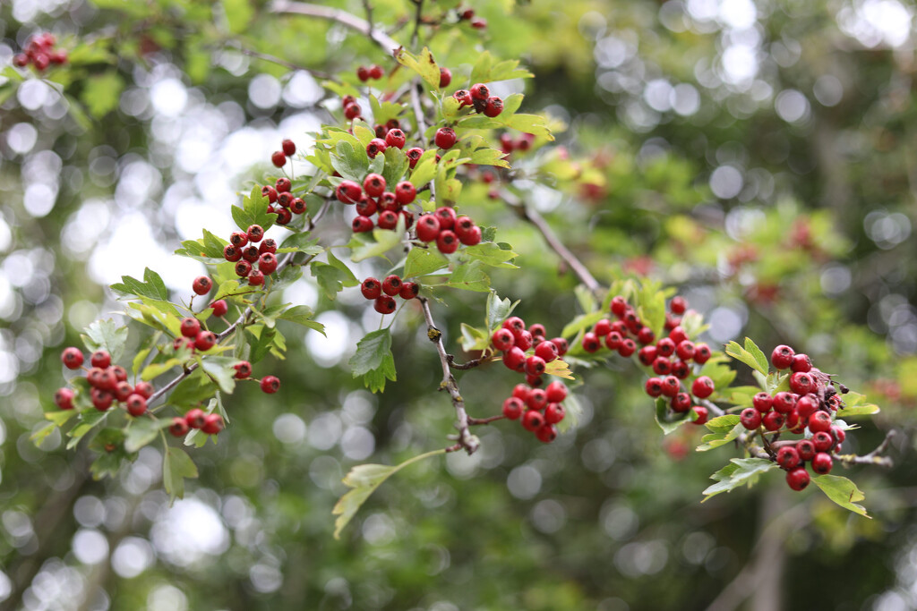 Berries & Bokeh  by carole_sandford
