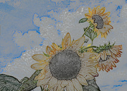 3rd Sep 2022 - Sun flowers colored pencil