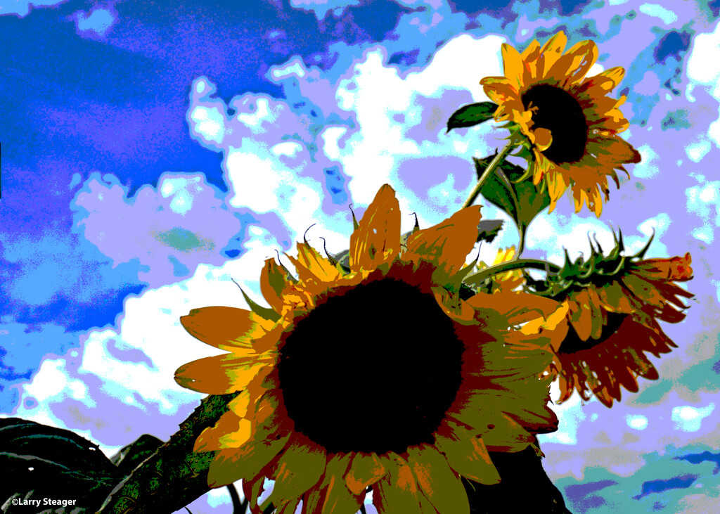 Sun flowers art by larrysphotos