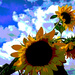 Sun flowers art by larrysphotos