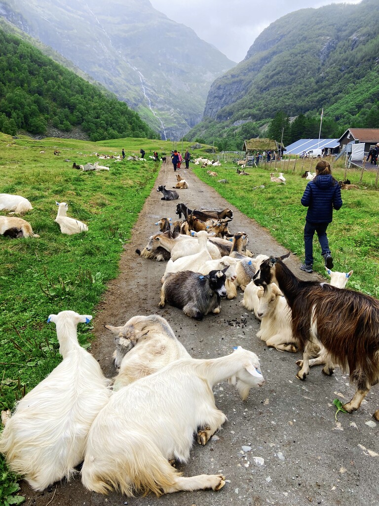 Goat Roadblock  by 365canupp