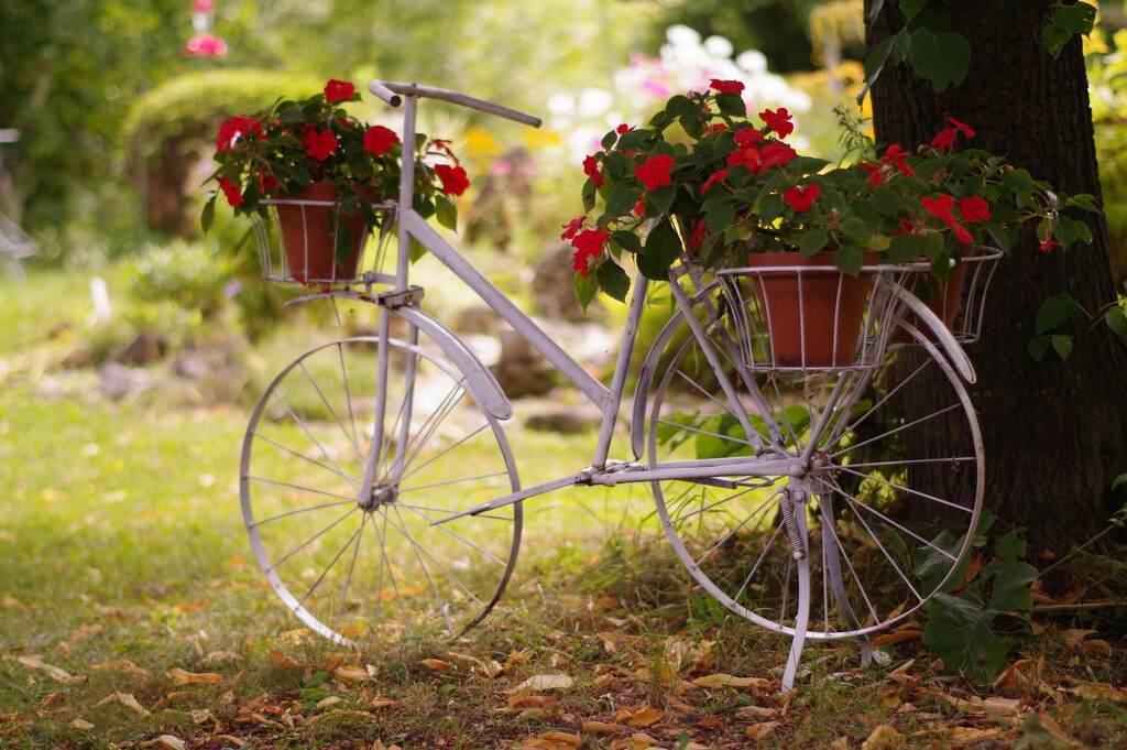 Bike and flowers by radiogirl