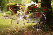 3rd Sep 2022 - Bike and flowers