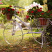 Bike and flowers by radiogirl