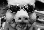 3rd Sep 2022 - piggy