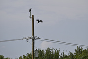 1st Sep 2022 - Turkey Vultures on the Power Pole