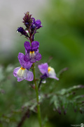 4th Sep 2022 - Toadflax