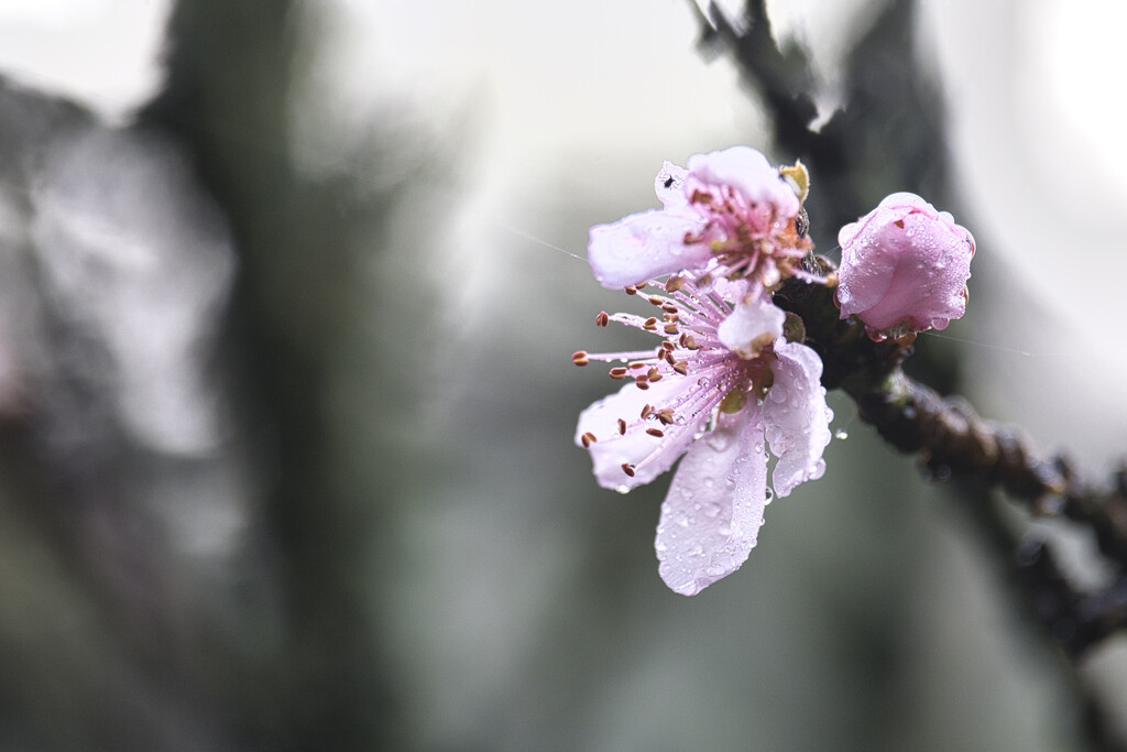 Peach blossom  by dkbarnett