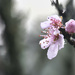 Peach blossom  by dkbarnett