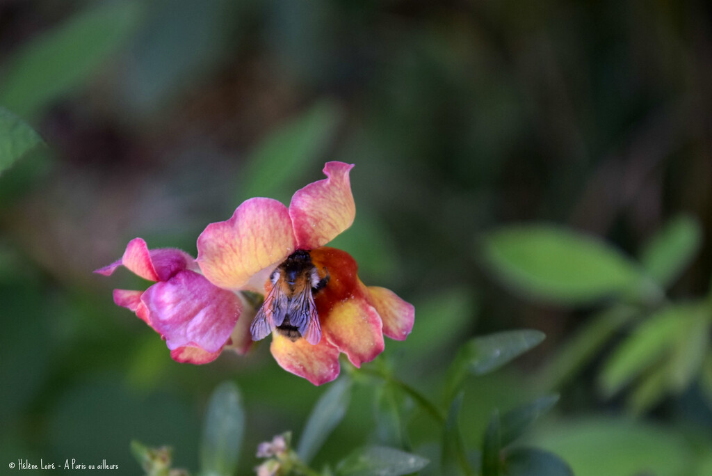 bumblebee in snapdragon by parisouailleurs