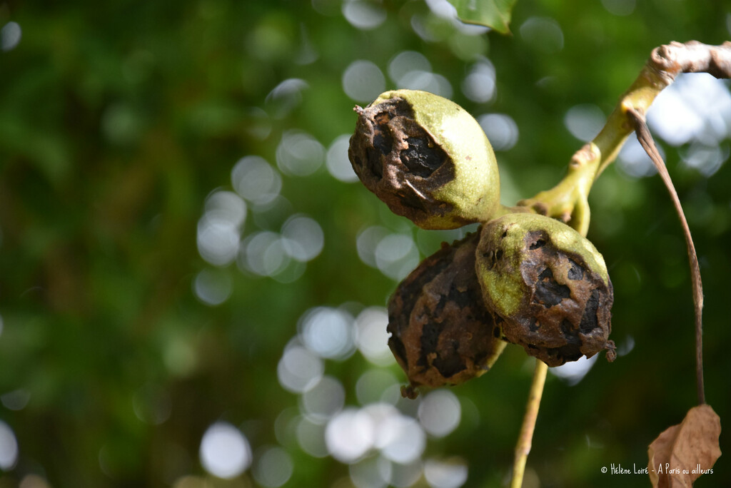walnut by parisouailleurs