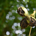 walnut by parisouailleurs
