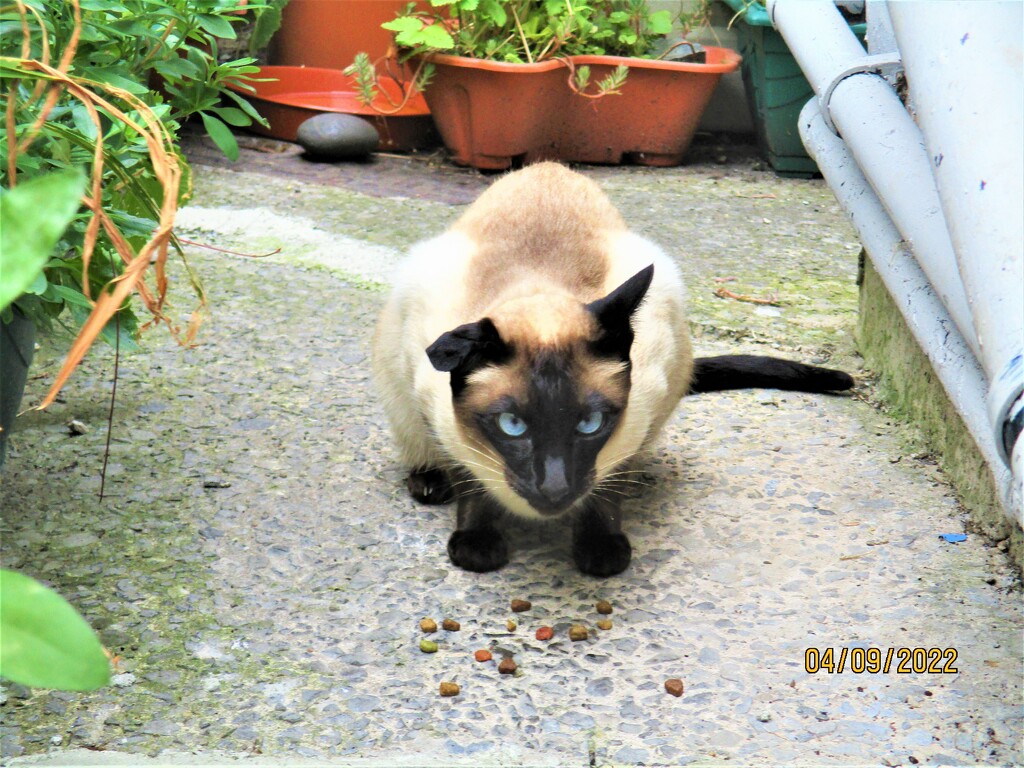 Siamese cat  breakfast visitor. by grace55