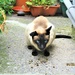 Siamese cat  breakfast visitor. by grace55