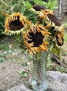 4th Sep 2022 - Sunflowers