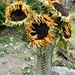 Sunflowers by philm666