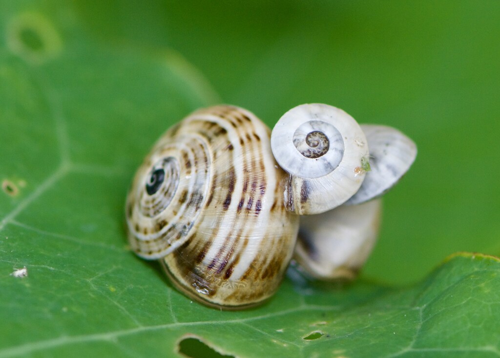 I've Got A Slight Snail Problem.....DSC_1217 by merrelyn