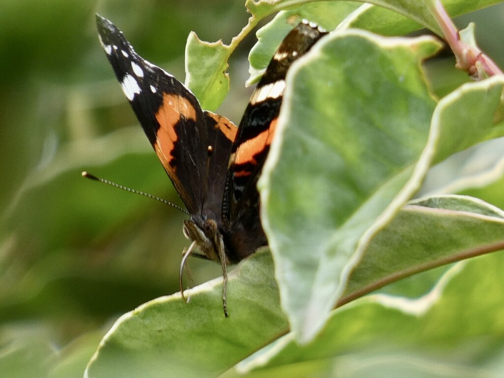A solitary Red Admiral by orchid99
