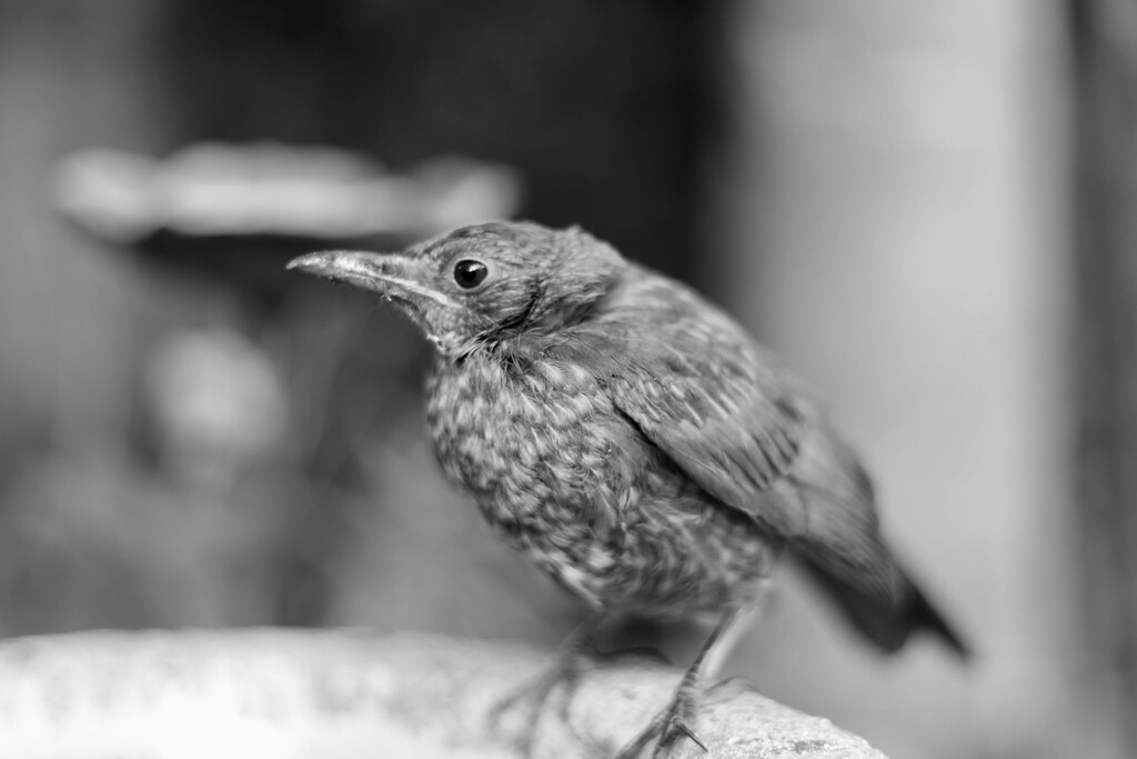 SOOC 4 - Juvenile Blackbird by phil_sandford