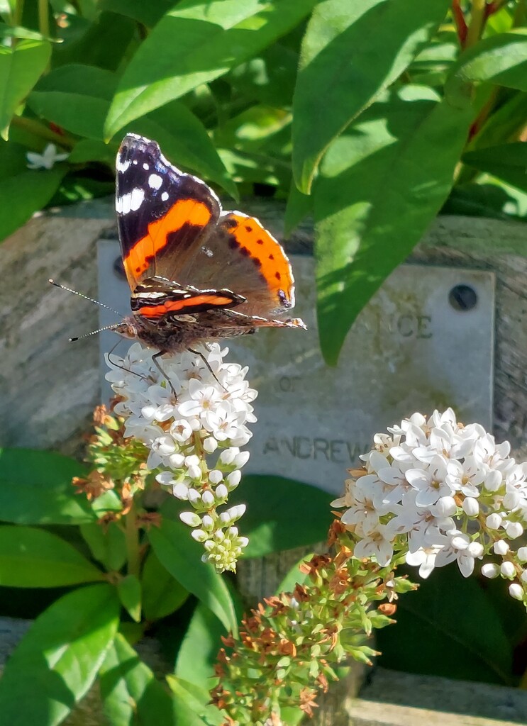 Butterfly in Threave Walled Garden by samcat