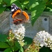 Butterfly in Threave Walled Garden by samcat