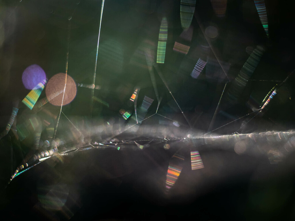 Playing with light on the spider's web by haskar