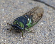 31st Aug 2022 - Cicada
