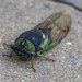 Cicada by cwbill
