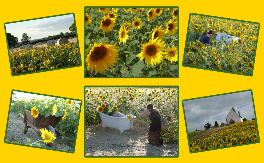 Sunflower Summer by 30pics4jackiesdiamond